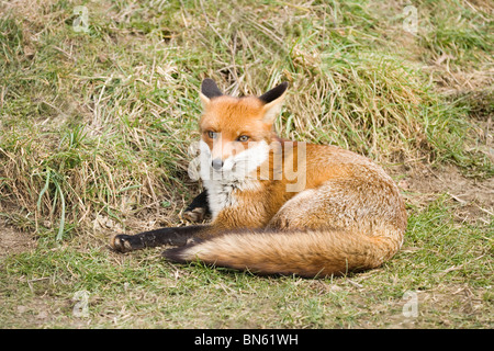 Red Fox (Vulpes vulpes vylpes). Appoggio all'aperto. Mostra nero lato inverso per le orecchie e un pieno "spazzola" o la coda. Foto Stock