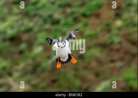 Puffin (Fratercula arctica) arrivando a terra Foto Stock