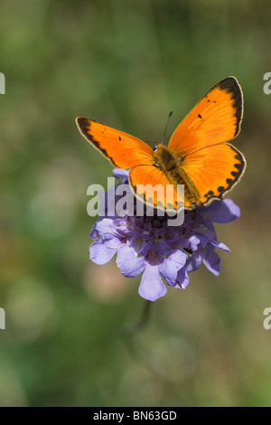 Scarsità di rame (farfalla Lycaena virgaureae) Foto Stock