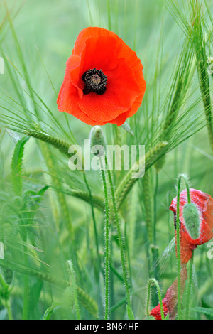 Il mais papavero (Papaver rhoeas) Foto Stock