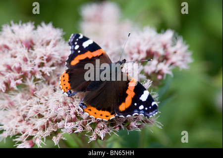Red admiral (Vanessa Atalanta) Foto Stock
