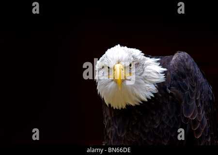 American aquila calva(Haliaeetus leucocephalus) Foto Stock