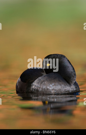 Nuova Zelanda Scaup Aythya novaeseelandiae Foto Stock