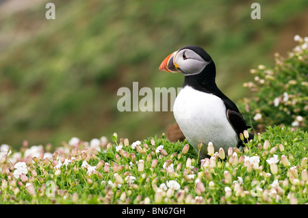 Puffin (Fratercula arctica) Foto Stock