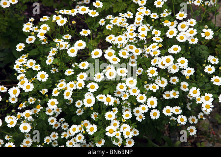 Matricale; Tanacetum parthenium Foto Stock