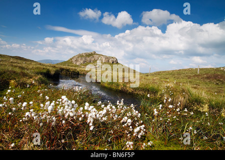 "Seduta alta' 608metri di erba di cotone in fiore nella Torbiera piscine attorno al Vertice di montagna, il Lake District Cumbria Inghilterra England Regno Unito Foto Stock