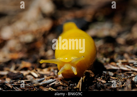 Foto di stock di una banana slug strisciando attraverso il suolo della foresta. Foto Stock