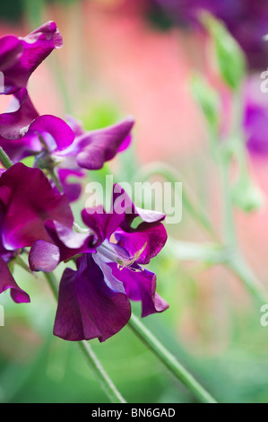 Lathyrus odoratus. Pisello dolce 'Sir Max Hastings' Foto Stock