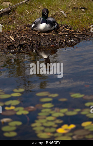 Adulto loon comune (Gavia immer) nidificazione di Boulder Junction, Wisconsin. Foto Stock