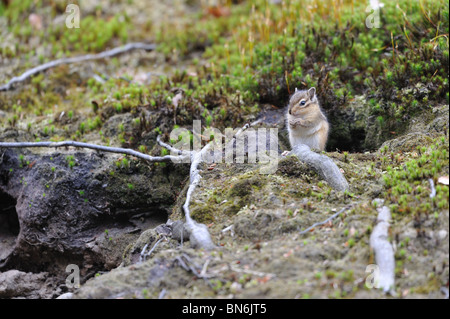 Siberiano selvatici Scoiattolo striado (Tamias sibiricus) seduti all'ingresso della sua den Foto Stock