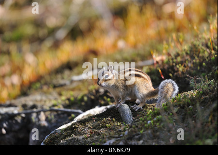 Siberiano selvatici Scoiattolo striado (Tamias sibiricus) sul terreno Foto Stock