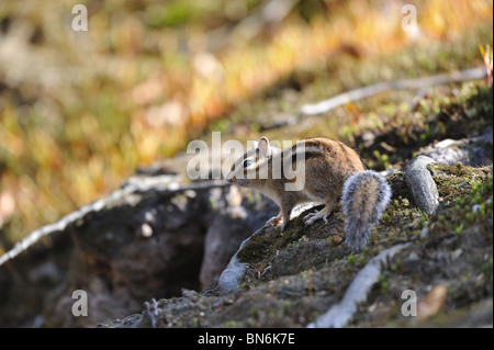 Siberiano selvatici Scoiattolo striado (Tamias sibiricus) sul terreno Foto Stock