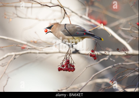 Adulto Cedar Waxwing alimentando il Biancospino bacche Foto Stock