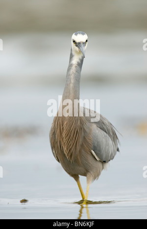 Di fronte bianco Heron Egretta novaehollandiae Nuova Zelanda Foto Stock