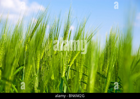 Primo piano del verde campo di grano che cresce in estate Foto Stock