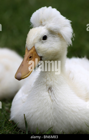 Domestico anatra crestato anatroccolo forma bianca a Martin mera WWT, LANCASHIRE REGNO UNITO Foto Stock