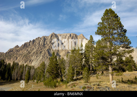 Whitebark Pine Trees, Pinus albicaulis, Nuvola Bianca montagne, montagne rocciose, Idaho, Stati Uniti d'America Foto Stock