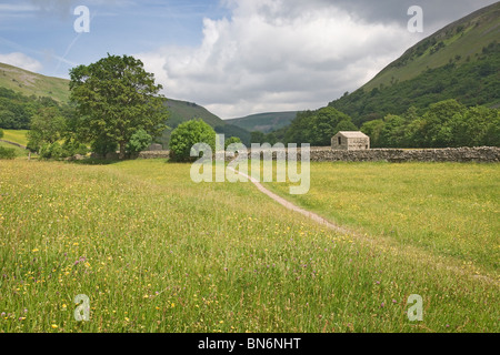 Fiori di Primavera in una tradizionale fieno prato in Swaledale, Yorkshire Dales National Park. Foto Stock