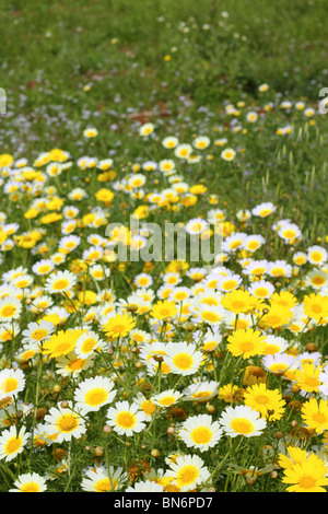 Daisy fiori gialli natura verde prato stagione primavera Foto Stock