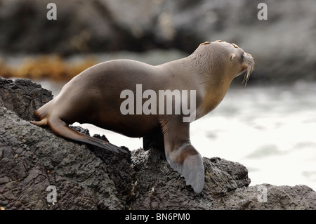 Foto di stock di un California sea lion pup in appoggio su di una roccia. Foto Stock