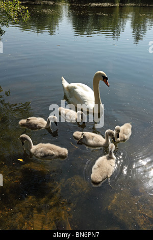 Madre swan con cygnets sei è un buon brood Milton Foto Stock