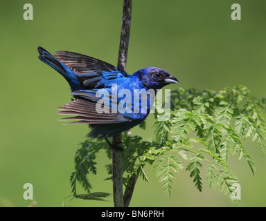 Indigo bunting maschio di visualizzazione Foto Stock