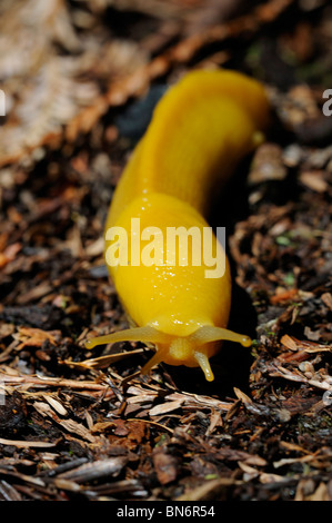 Foto di stock di una banana slug strisciando attraverso il suolo della foresta. Foto Stock