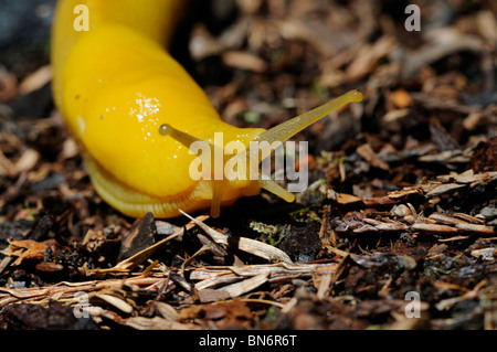 Foto di stock di una banana slug strisciando attraverso il suolo della foresta. Foto Stock