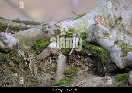 Siberiano selvatici Scoiattolo striado (Tamias sibiricus) posa vicino alla sua den Foto Stock