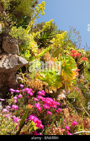 Piante tropicali in grado di crescere in Abbey Gardens,Tresco,Scilly a causa della Corrente del Golfo. Foto Stock