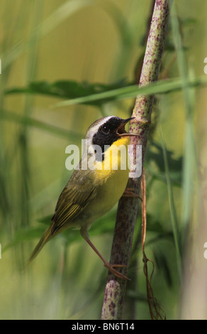 Yellowthroat comune trillo Foto Stock