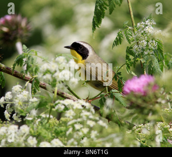 Yellowthroat comune trillo Foto Stock