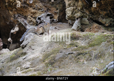 Siberiano selvatici Scoiattolo striado (Tamias sibiricus) vicino alla sua den Foto Stock