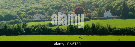 Pecora su exmoor north devon Foto Stock