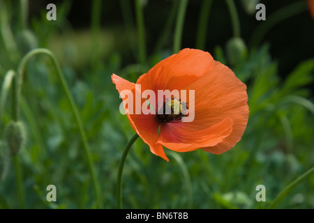 Unico selvaggio fiore di papavero Foto Stock