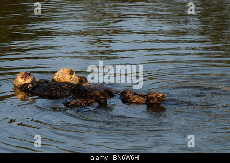 Foto di stock di un California Sea Otter galleggiante in acqua sulla schiena. Foto Stock