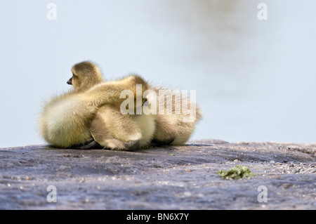 Canada Goose goslings addormentato su una roccia Foto Stock