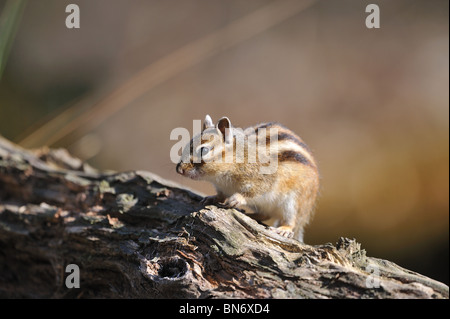 Siberiano selvatici Scoiattolo striado (Tamias sibiricus) su un caduto albero morto Foto Stock