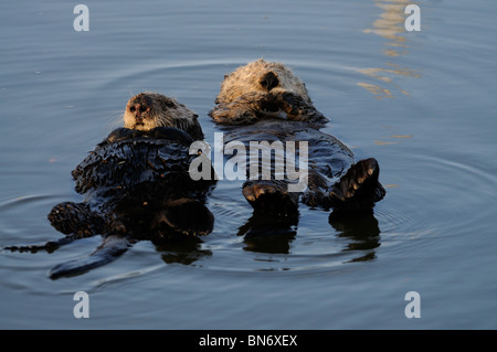 Stock Foto di una coppia di allevamento di California le lontre marine galleggianti in acqua sulle loro spalle. Foto Stock