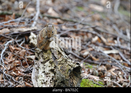 Siberiano selvatici Scoiattolo striado (Tamias sibiricus) pulizia della pelliccia della sua coda Foto Stock