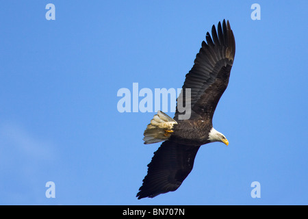 Maschio adulto aquila calva in volo Foto Stock