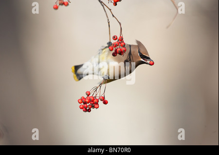 Adulto Cedar Waxwing alimentando il Biancospino bacche Foto Stock