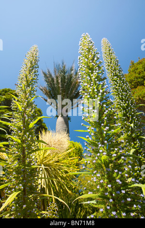 Piante tropicali in grado di crescere in Abbey Gardens,Tresco,Scilly a causa della Corrente del Golfo. Foto Stock