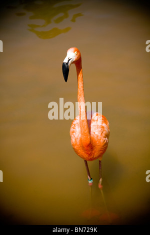 Flamingo Foto Stock