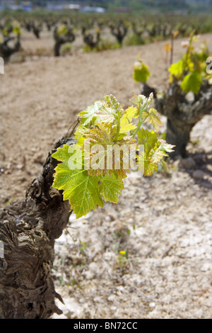 Vigneto prima molla i germogli in campo riga in Spagna per la produzione di vino Foto Stock