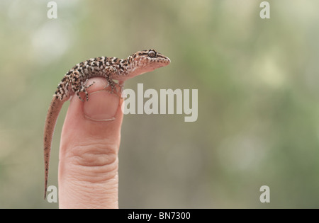 Gecko vittatus rettile lucertola fauna animale australian Foto Stock