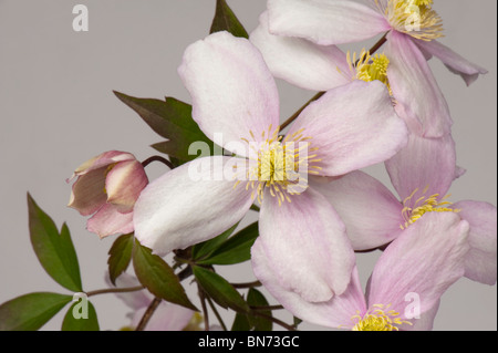 La clematide montana "Elizabeth' fiori contro uno sfondo bianco Foto Stock