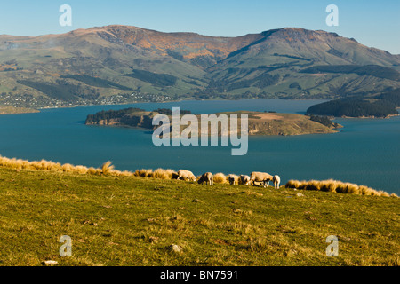 La vista di quaglia isola da strega Hill Riserva Paesaggistica nel porto di colline, al di sopra di Christchurch Foto Stock