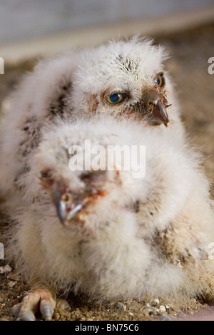 Coppia di piccolo grazioso Baby gufi (prigioniero) Foto Stock