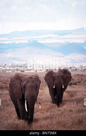 L'elefante africano (Loxodonta africana), Lewa Downs, Kenya Foto Stock